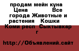 продам мейн куна › Цена ­ 15 000 - Все города Животные и растения » Кошки   . Коми респ.,Сыктывкар г.